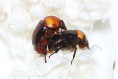 Parastasia indica