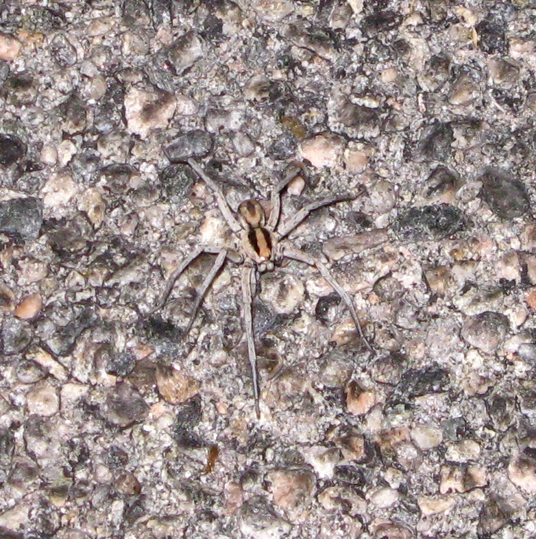 Hogna coloradensis