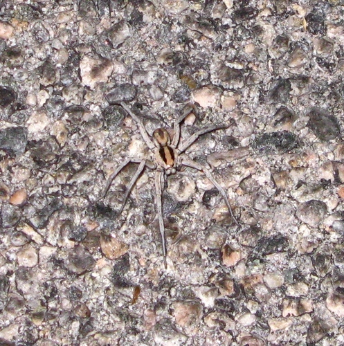 Hogna coloradensis