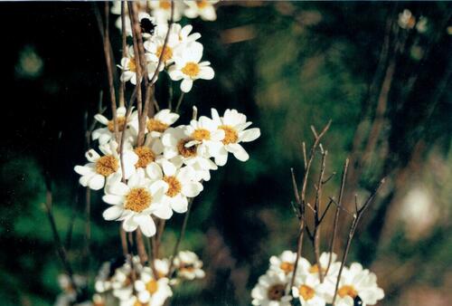 Tanacetum parthenium