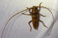 Enaphalodes rufulus