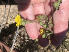 Deinandra bacigalupii