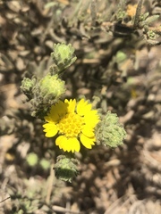 Deinandra bacigalupii