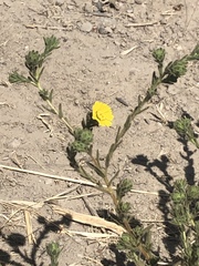 Deinandra bacigalupii