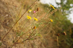 Cota tinctoria
