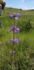 Penstemon oliganthus