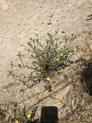 Deinandra bacigalupii