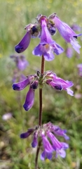 Penstemon oliganthus