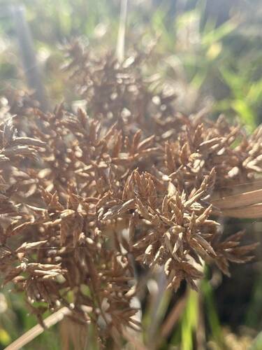 Cyperus javanicus observed 2024-04-17