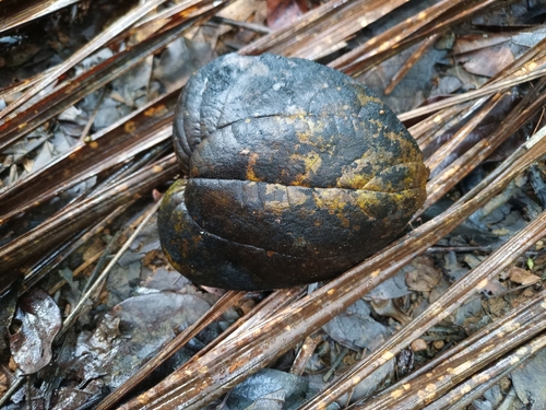 Tatajuba (Bagassa guianensis)