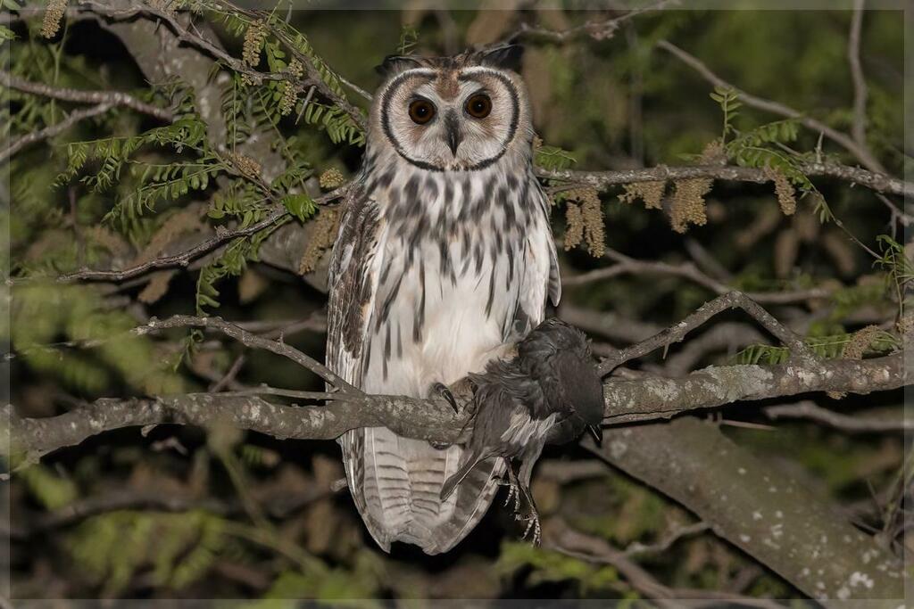 Striped Owl (Asio clamator) photo