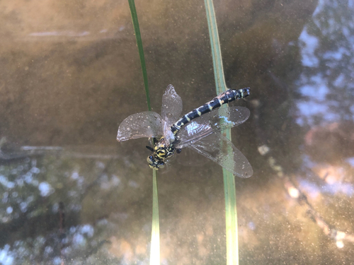 Klinovka čiernonohá (Onychogomphus forcipatus)