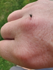 Stegomyia