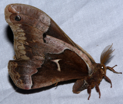 Callosamia angulifera