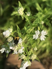 Macrosiagon flavipennis