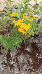 Tanacetum vulgare