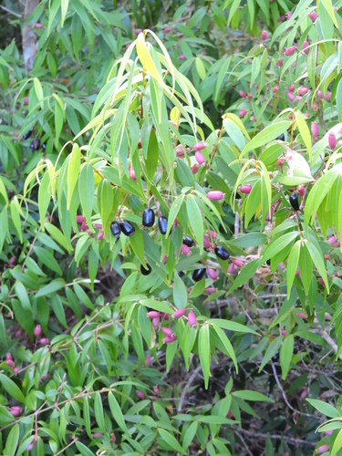 Foto de Pedra-ume-caá