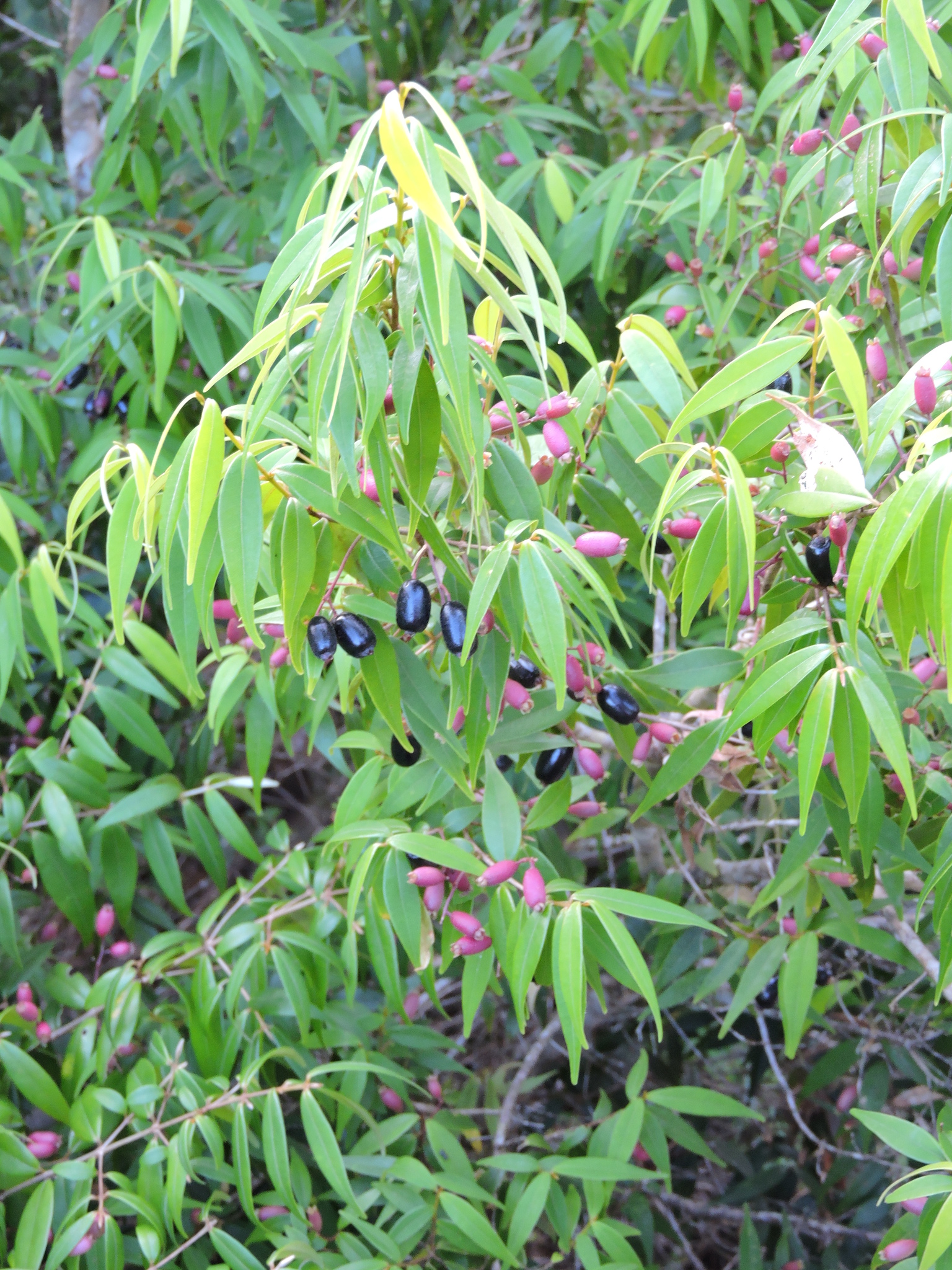 Imagem de Pedra-ume-caá