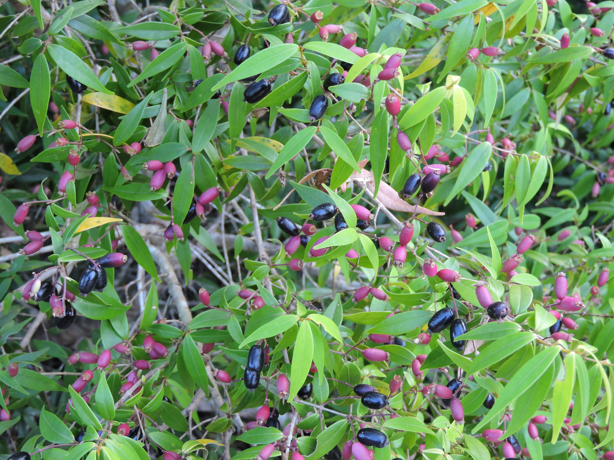 Imagem de Pedra-ume-caá