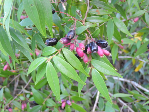 Foto de Pedra-ume-caá
