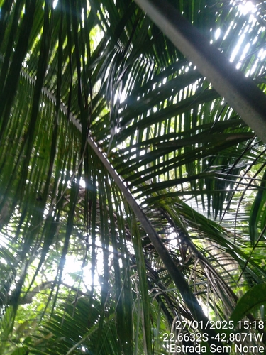 Image of Palma De Miel (Attalea humilis) by (c) Martin Vallejos, some rights reserved (CC BY)