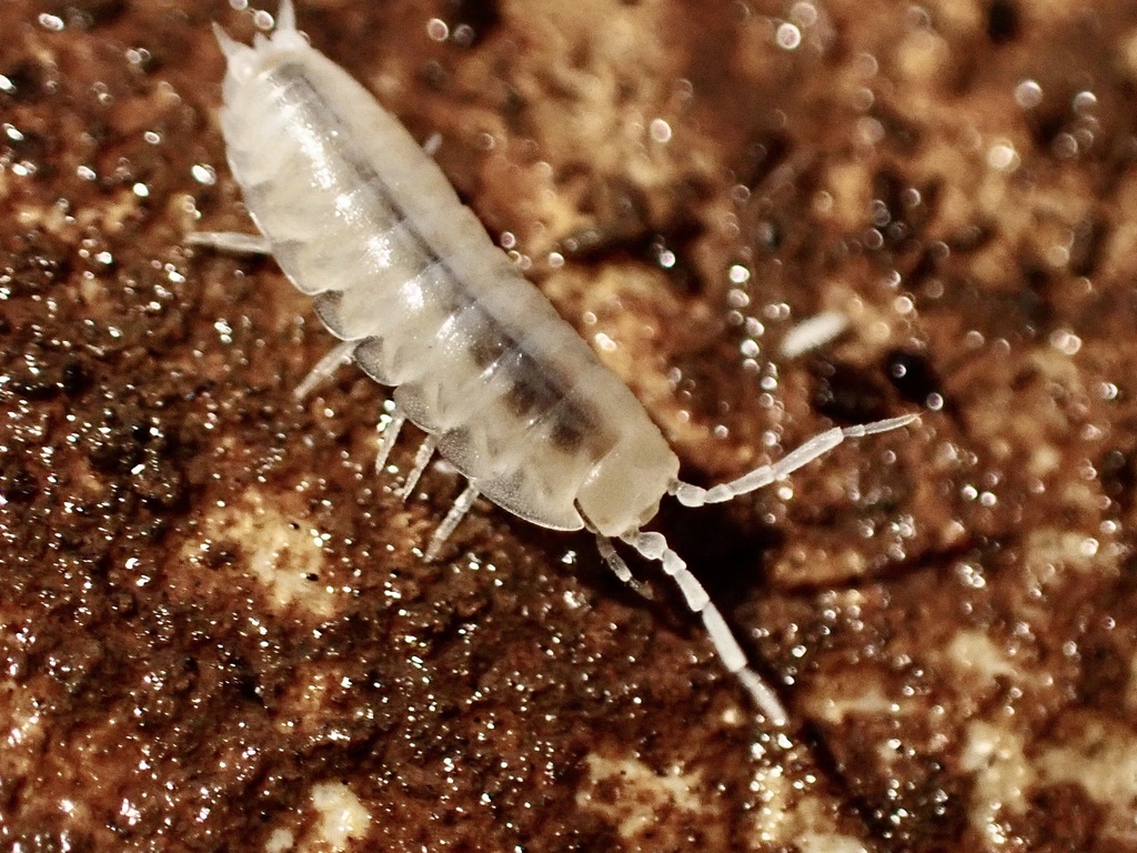 Cylisticus racovitzai