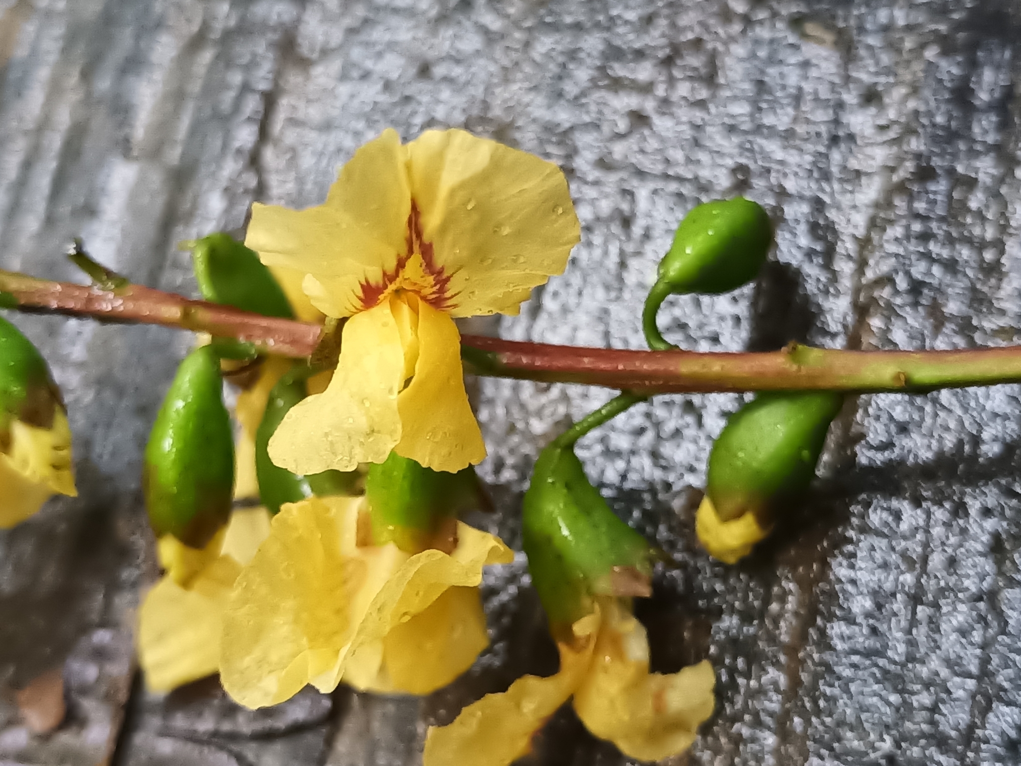 Pterocarpus officinalis