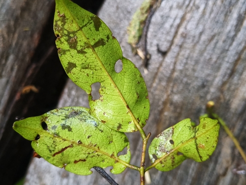 Foto de Pterocarpus officinalis