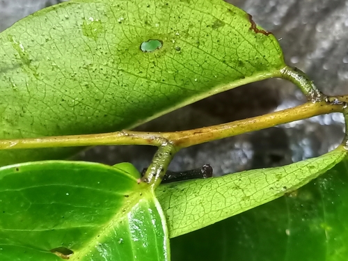 Foto de Pterocarpus officinalis