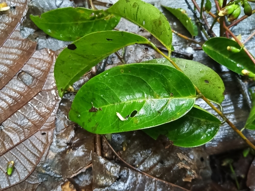 Foto de Pterocarpus officinalis
