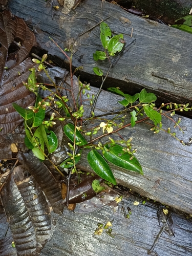 Foto de Pterocarpus officinalis