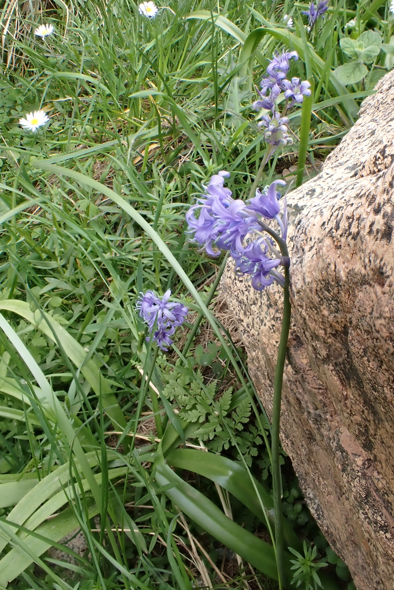 Hyacinthoides cedretorum