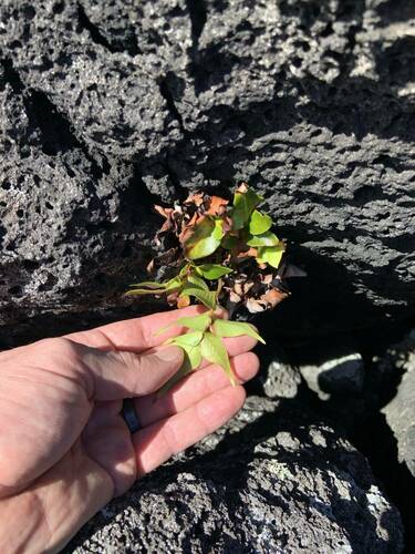 Cyrtomium falcatum observed 2024-04-18