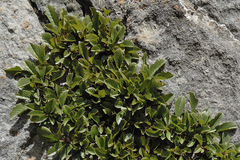 Rhamnus pumila