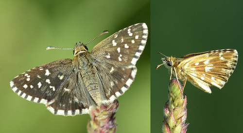 Southern Grizzled Skipper
