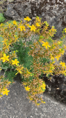 Hypericum perforatum