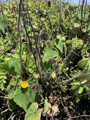 Abutilon grandifolium observed 2024-04-18