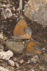Cyllopsis pertepida