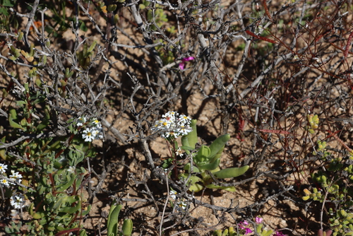 Zaluzianskya affinis, photograph 6