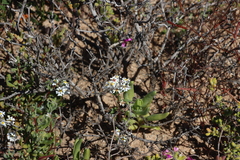 Zaluzianskya affinis, photograph (c) Tony Rebelo, some rights reserved (CC BY-SA)