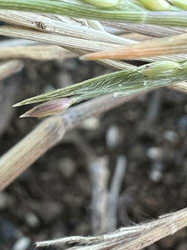 Panicum fauriei var. fauriei