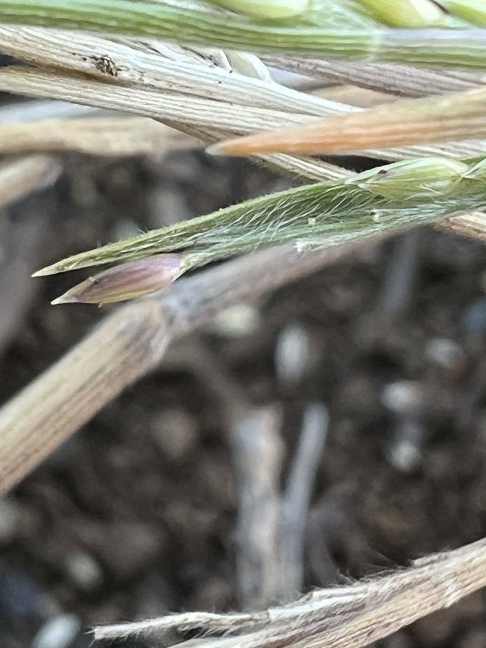 Panicum fauriei var. fauriei