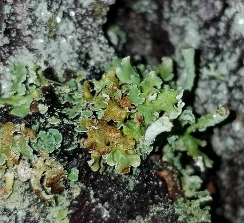 Finger-Scharlachflechte