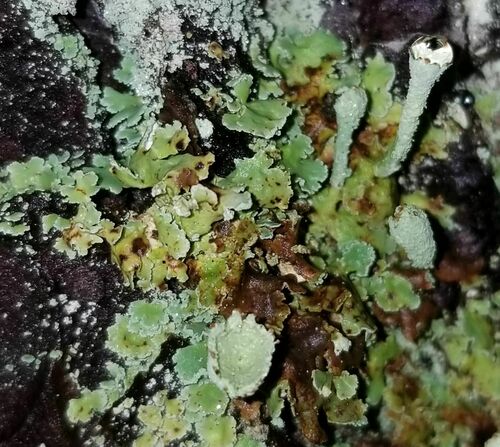 Finger-Scharlachflechte