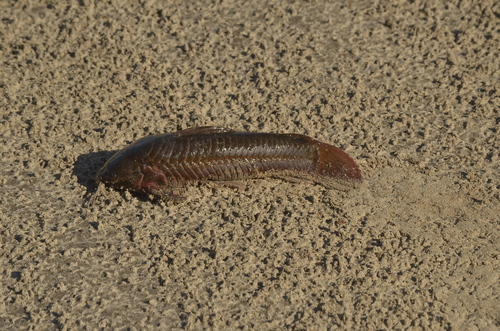 Armored catfish (Callichthys callichthys) — Callichthyidae — 2