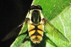Dissoptera heterothrix