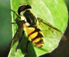 Dissoptera heterothrix