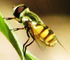 Dissoptera heterothrix