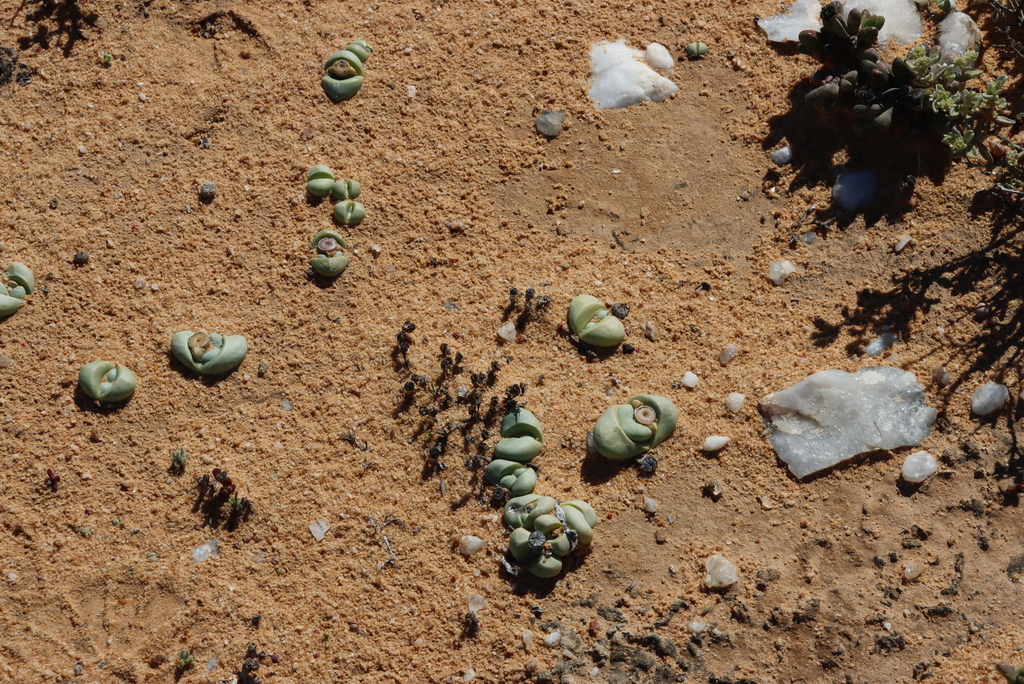 Silverstone Rocks Silver Stones in August 2024 by Tony Rebelo · iNaturalist