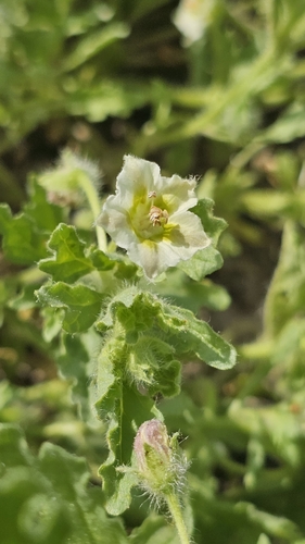 Chamaesaracha crenata